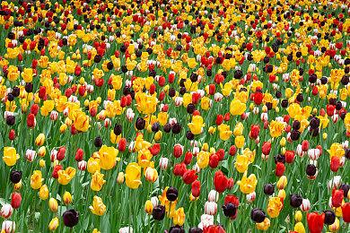 《艾尔登法环》暂停Mod发布 可随时暂停游戏