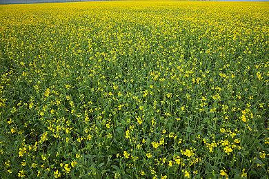 二十年经典重生！ 人气RPG《空之轨迹 the 1st》已正式发售！ 